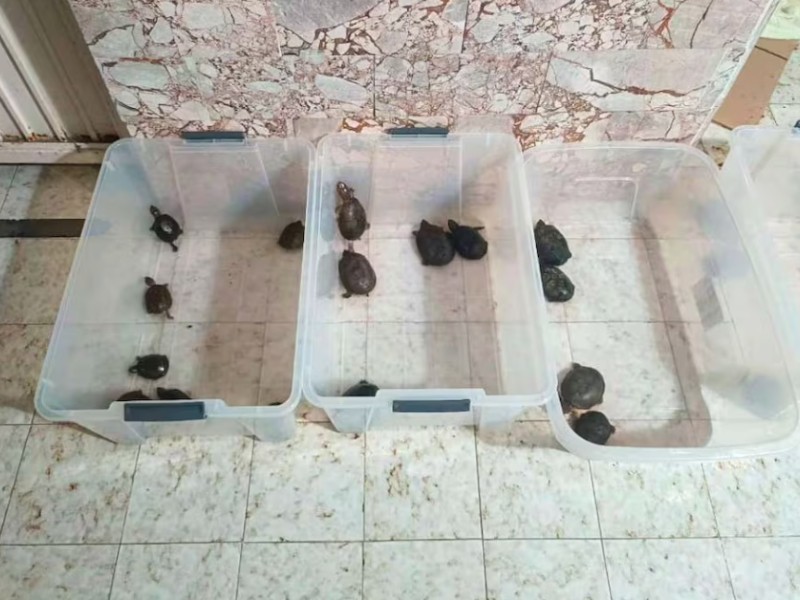 Detienen a tres por traficar especies en peligro de extinción