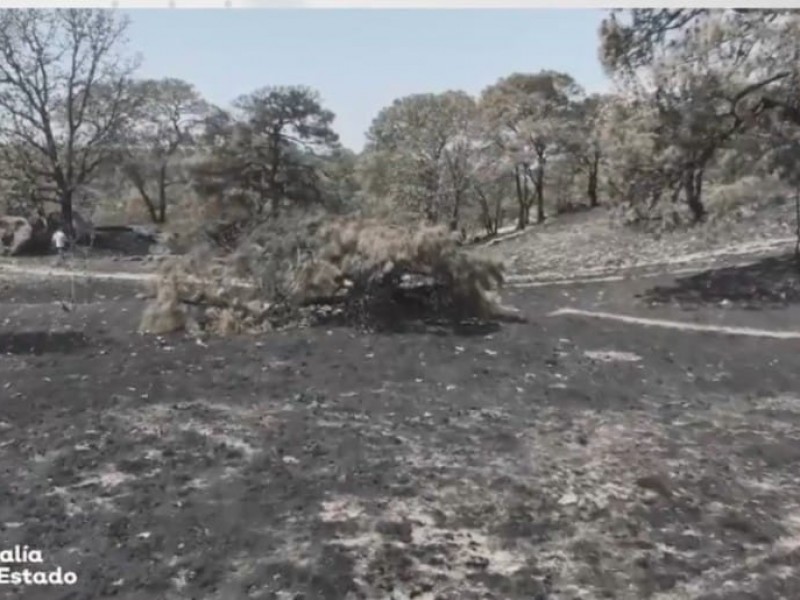 Detienen a uno por incendio forestal en La Primavera