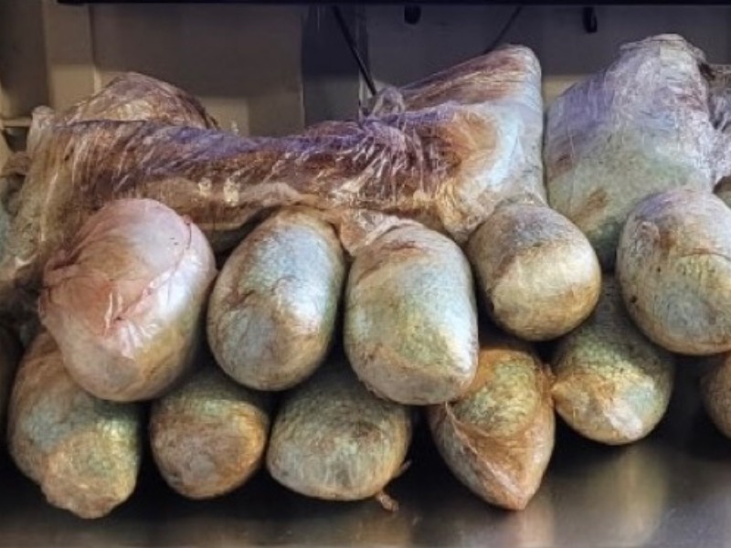 Detienen contrabando de Fentanilo en garita de Nogales