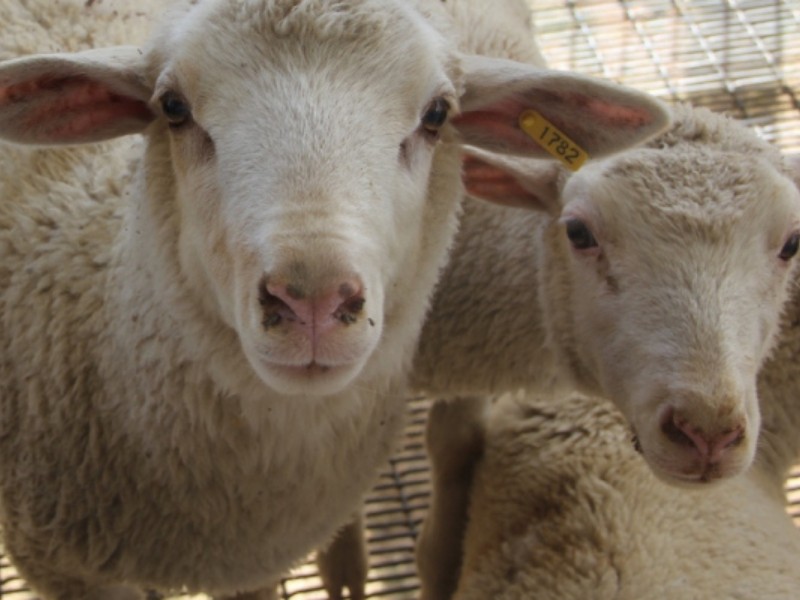 Detienen en Huatabampo a hombre por robo de ganado ovino