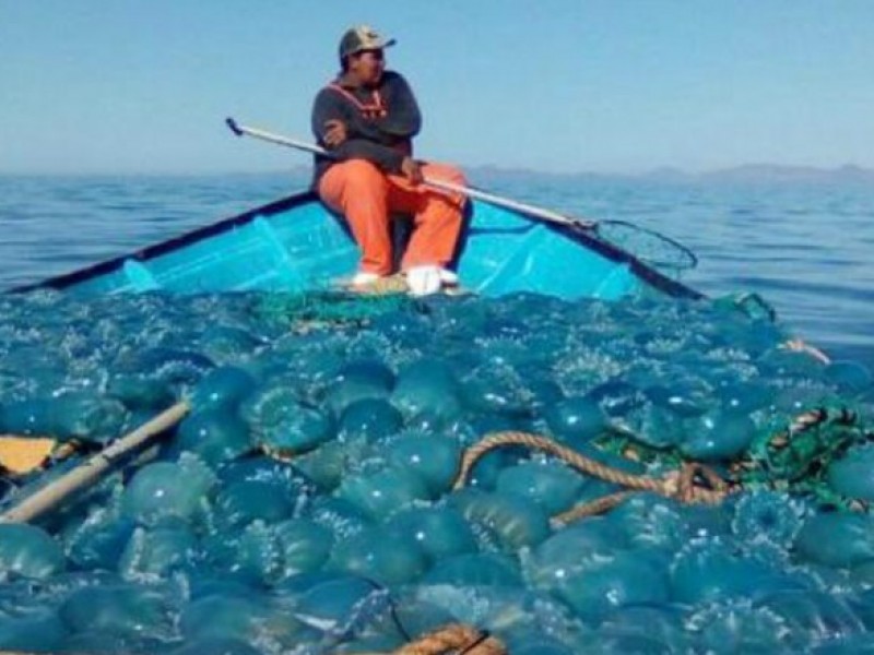 Detienen pesca de medusa por precios