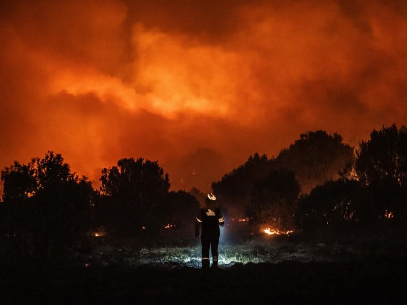 Devastación forestal: reforestación cubre apenas 6% de daños