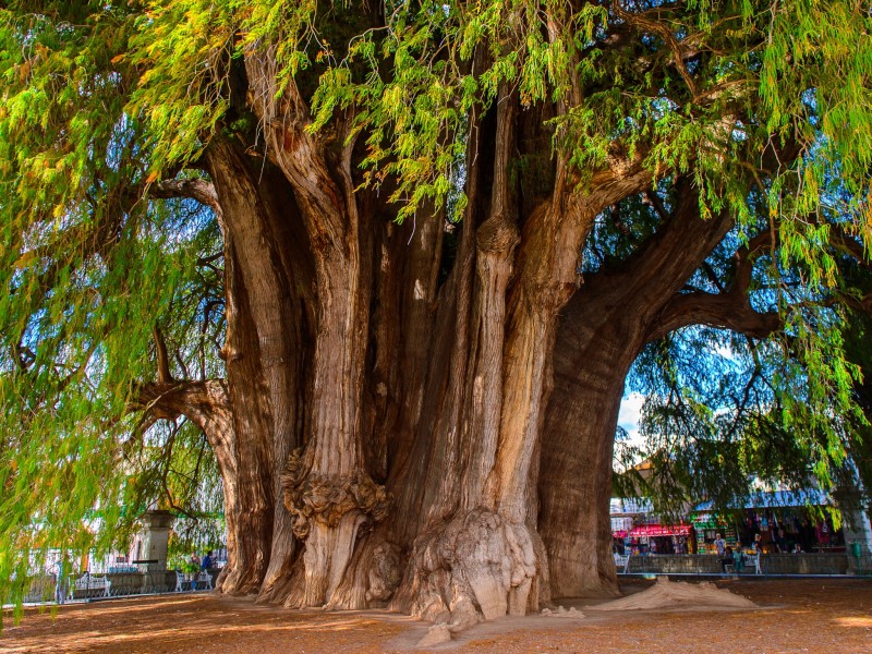 Día del árbol del Tule; el más grande y longevo