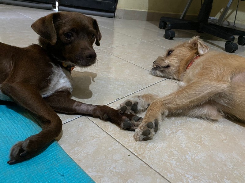 Día del Perro, para celebrar y sensibilizar a ciudadanía