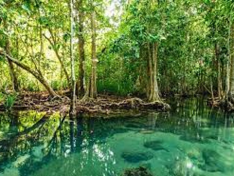 Día internacional de la defensa del ecosistema de manglares