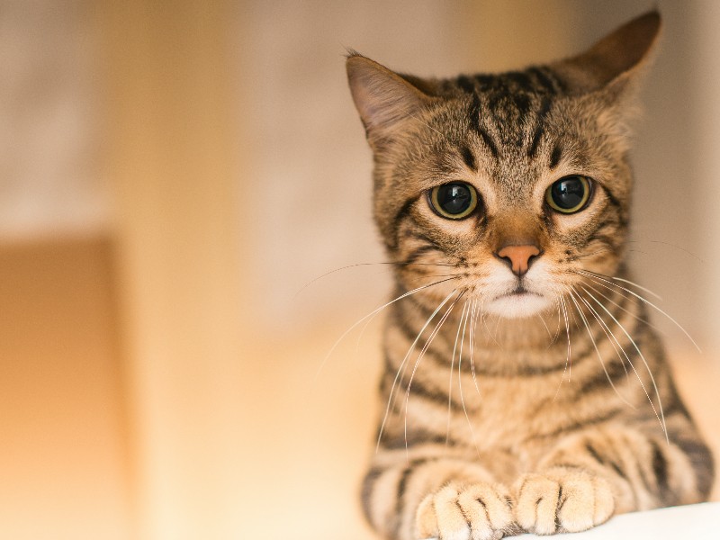 Día Internacional del Gato: la adopción felina sigue siendo un reto