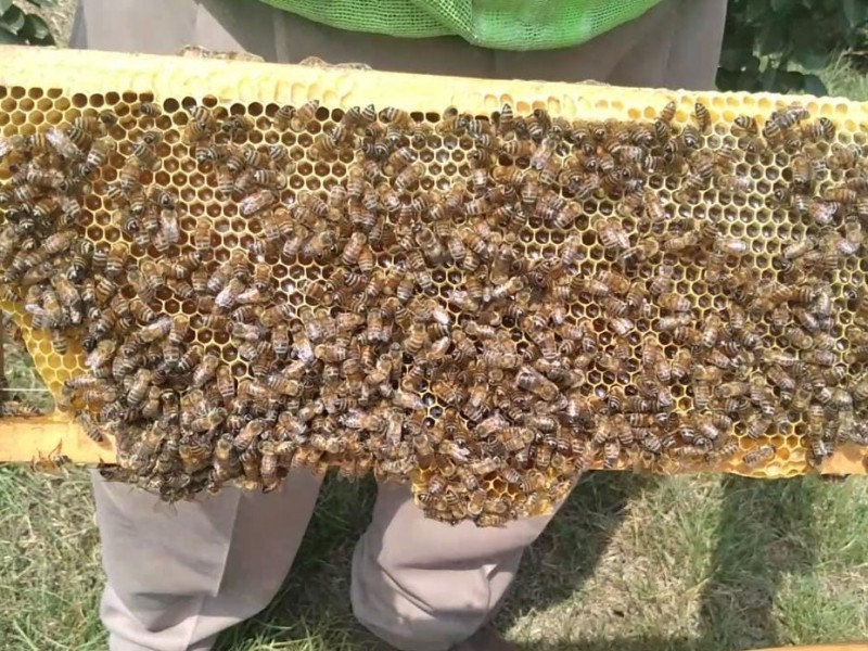 Día Mundial de la abeja se conmemora cuidándolas