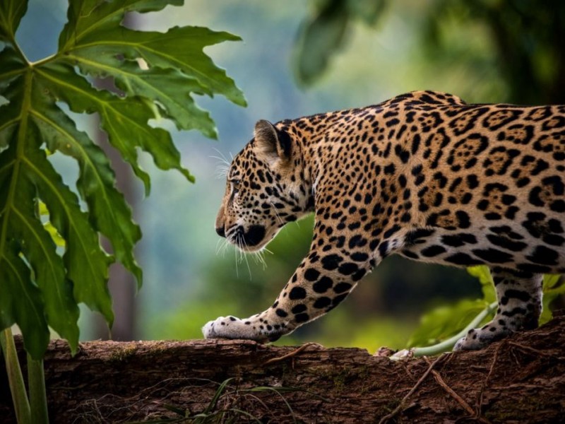 Día Mundial de la Vida Silvestre