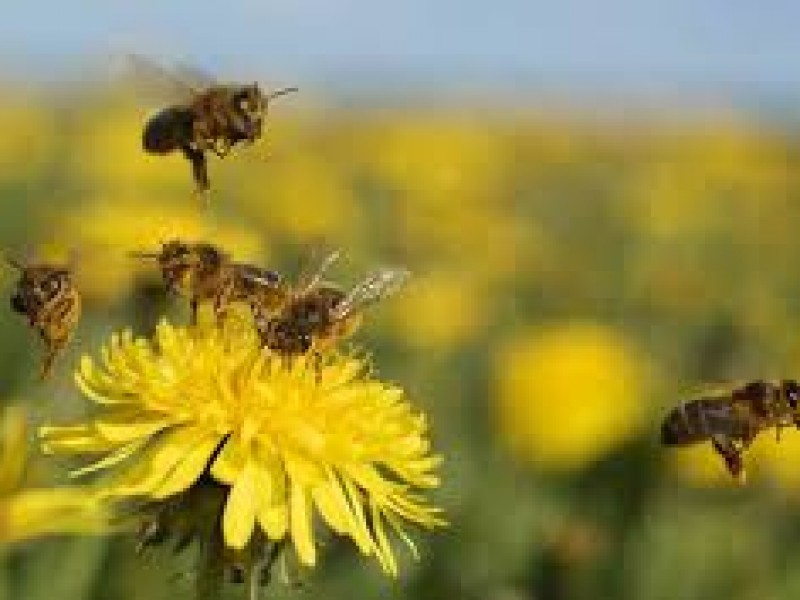 Día mundial de las abejas, esenciales para la vida
