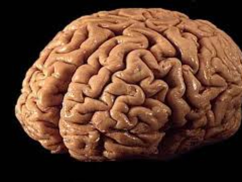 Día mundial del cerebro; órgano vital de nuestro cuerpo
