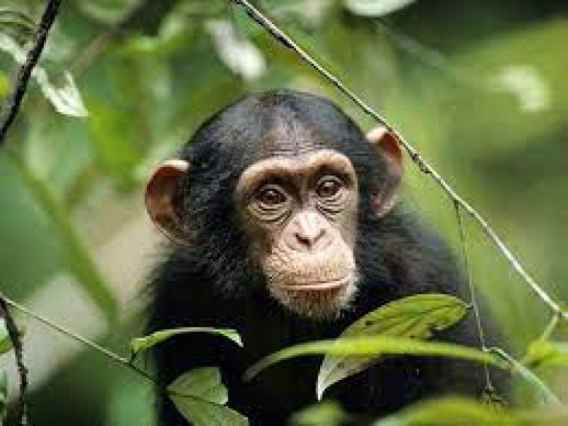 Día mundial del chimpancé