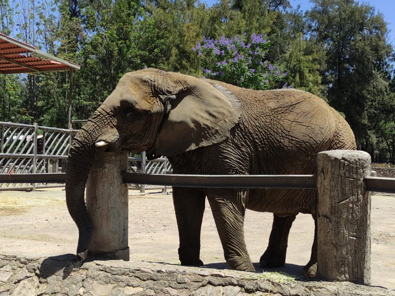 Día mundial del elefante