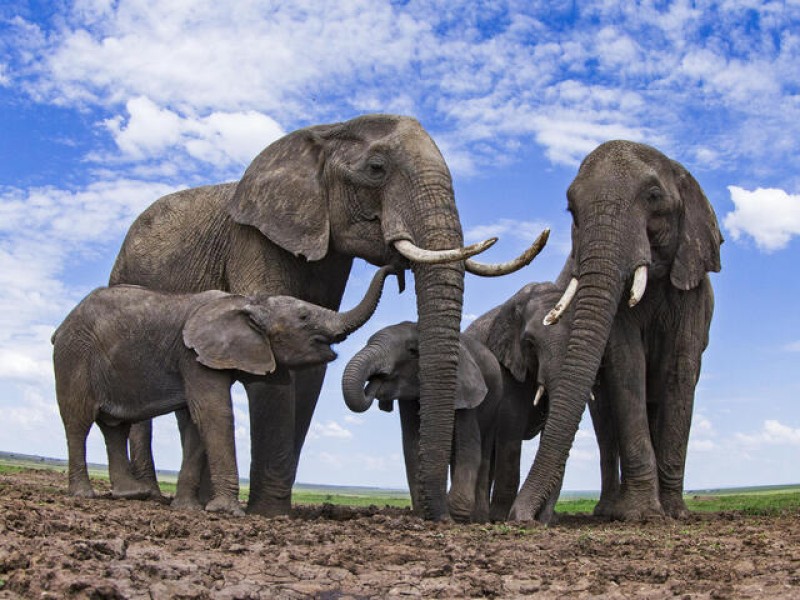 Día mundial del elefante