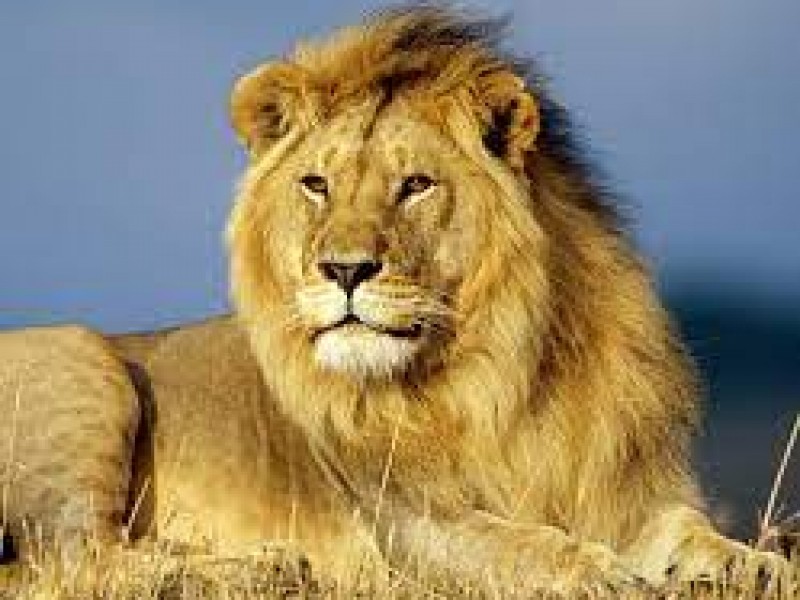 Día mundial del león