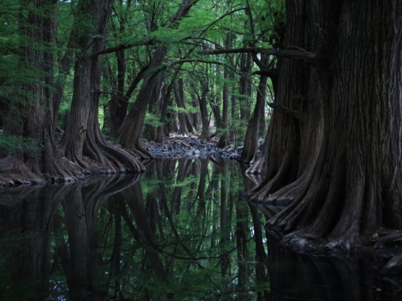 Día mundial del medio ambiente