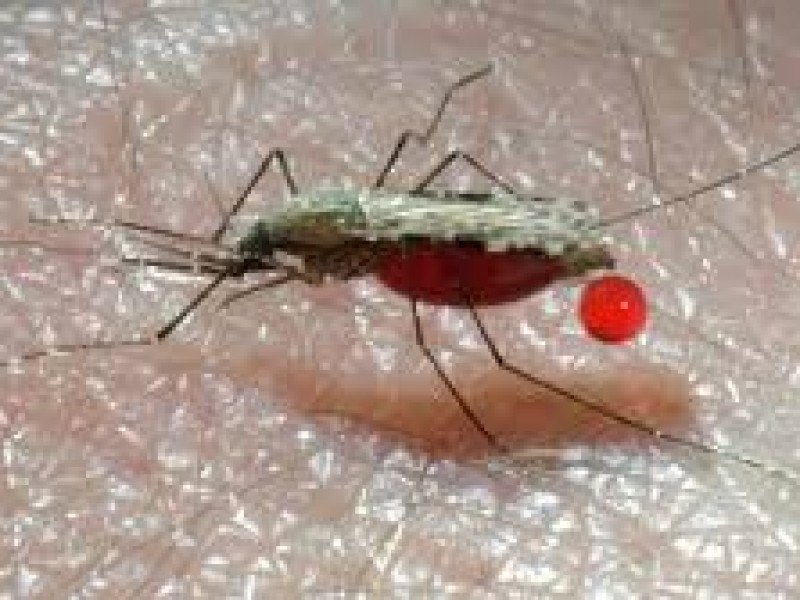 Día mundial del paludismo, Sonora estado de transmisión