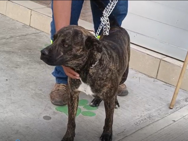 Día Mundial del Perrito Criollo o Mestizo