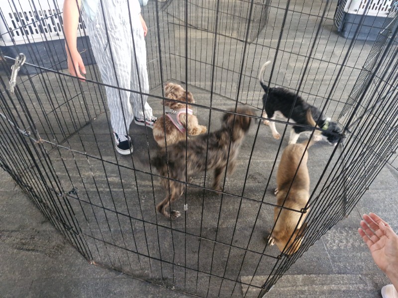 Buenos Chicos celebra el Día Mundial del Perro donando 
