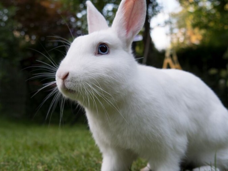 Día para concientizarse sobre la crueldad hacia los conejos