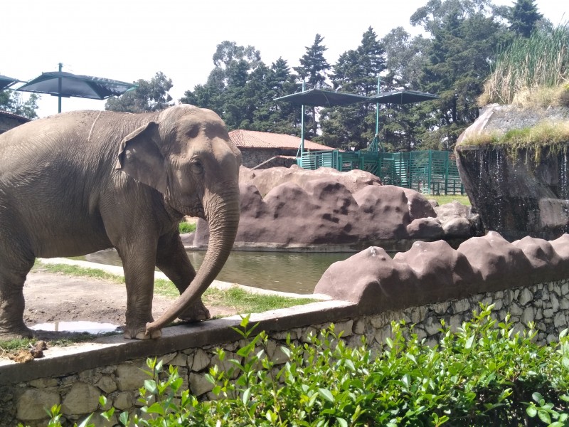 Dice adiós la elefanta Bireki del Zoológico Zacango