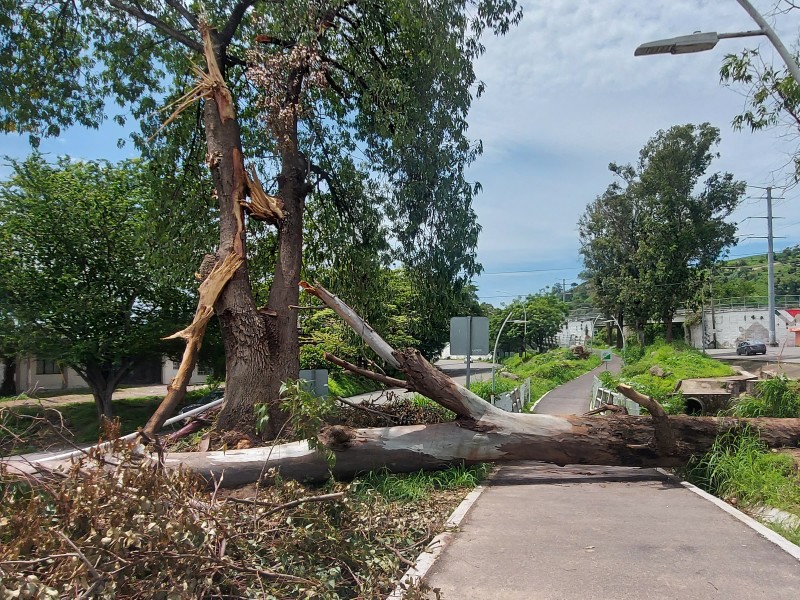 Dictaminan 40 árboles en riesgo de caer en libramiento Tepic