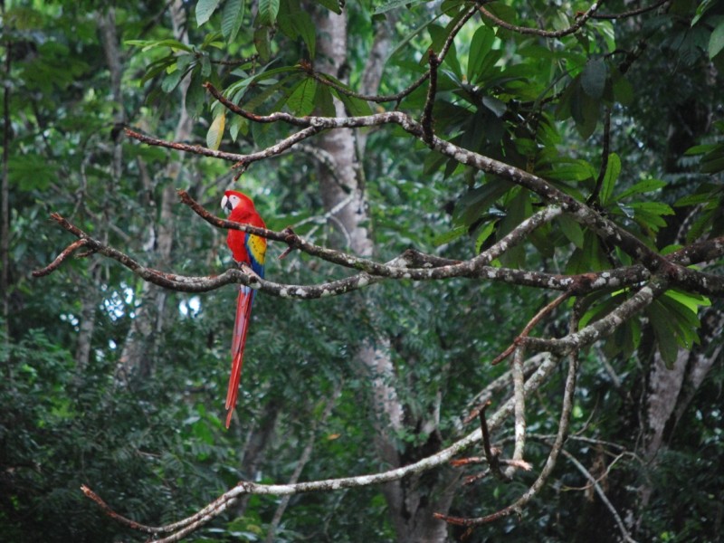 Diezmada población de guacamayas en Montes Azules