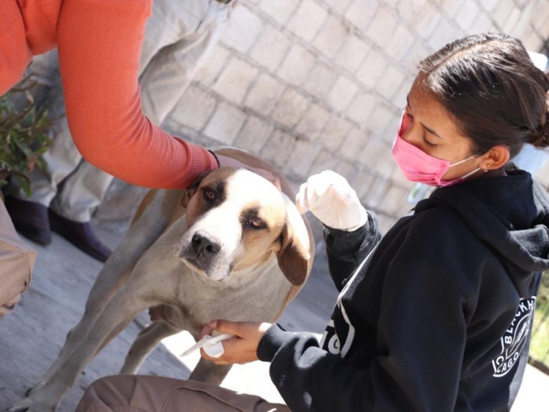 Difunden sanciones para maltratadores de animales en Zamora