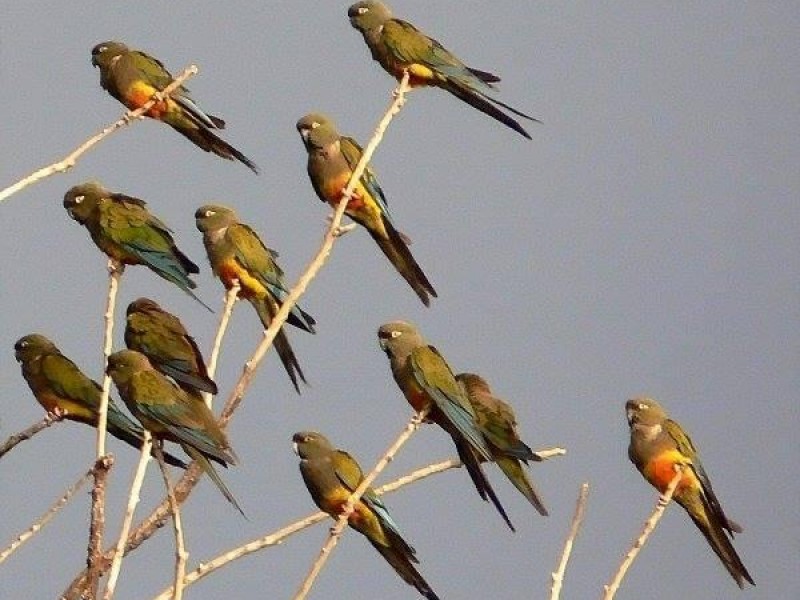 Dimaren llama a proteger pericos y loros silvestres
