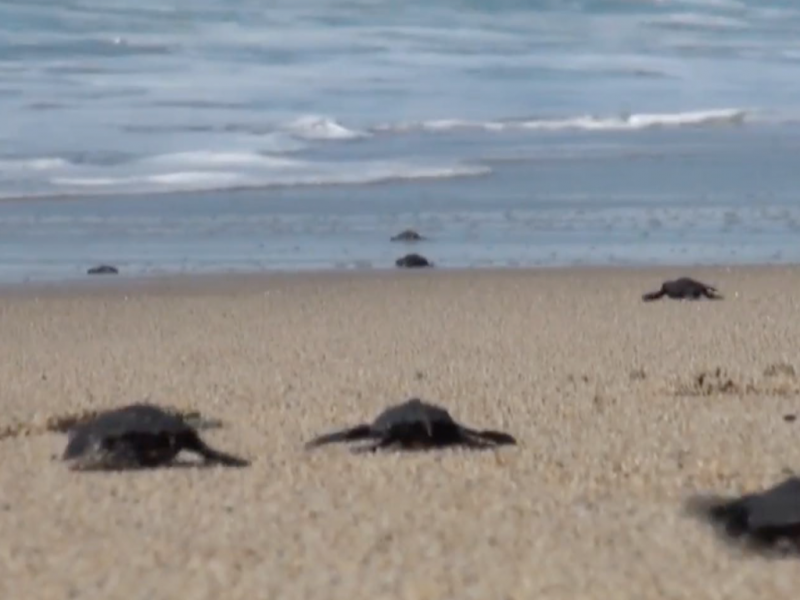 Dimaren promueve creación de campamentos de tortugas