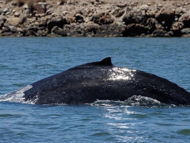 Dirección de Turismo fortalecerá medidas para cuidar ballena de Topolobampo