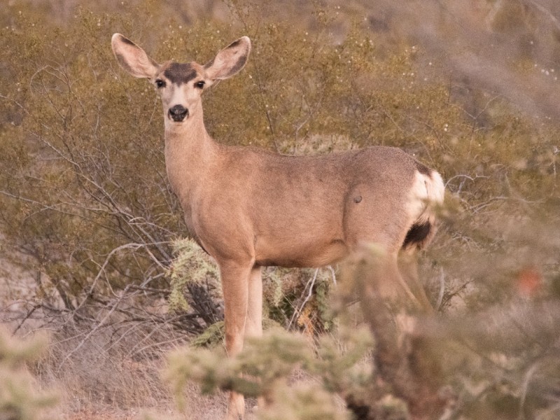 Disfrutan animales hábitat natural en San Carlos en pandemia