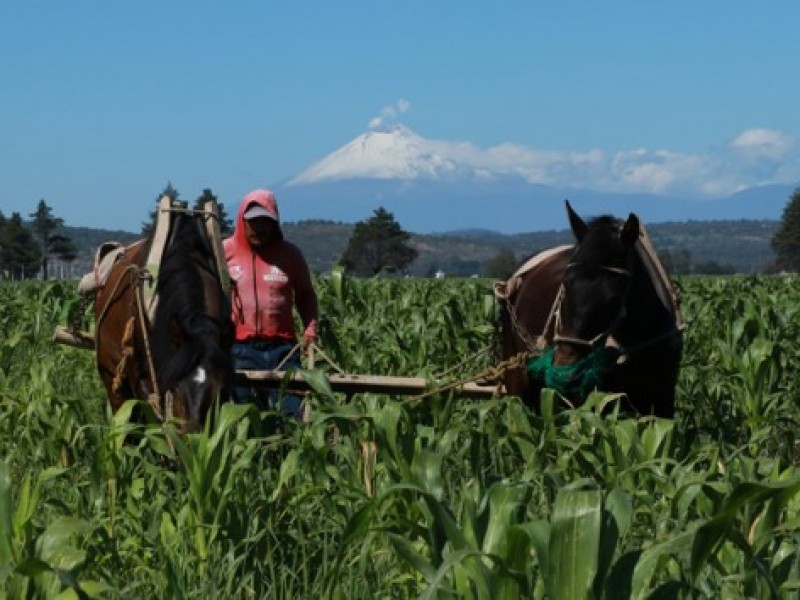 Disminución de 21 mil MDP afecta 27 millones de mexicanos