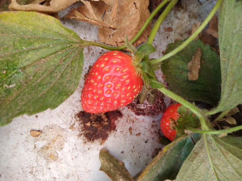 Disminución de superficie de cultivo, preocupa a protectores de fresa