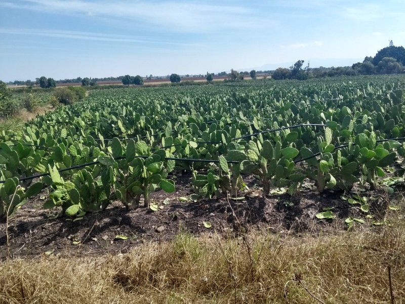 Disminuye 70% producción de nopal por clima frío