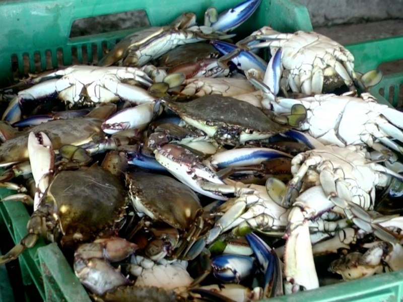 Disminuye capturas de jaiba por altas temperaturas señalan pescadores
