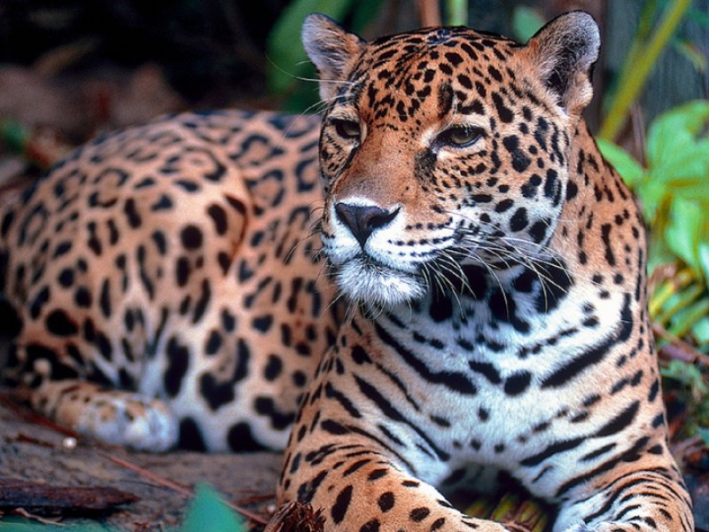Disminuye caza de jaguares en reserva de la biósfera