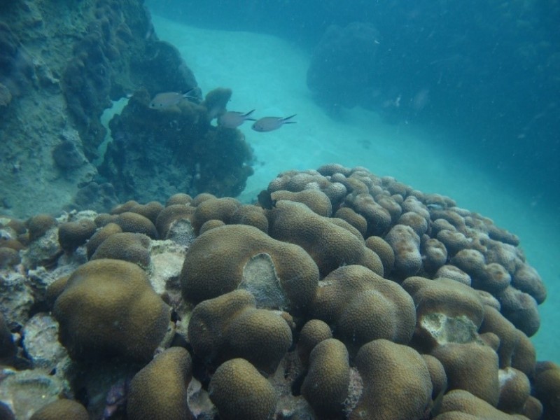 Disminuye contaminación en los arrecifes de Tuxpan