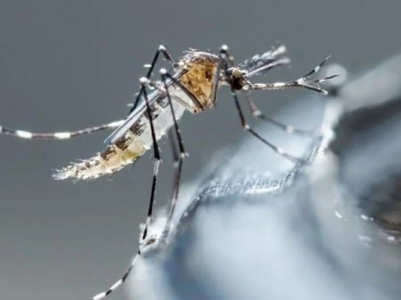 Disminuye el dengue en Guaymas y Navojoa