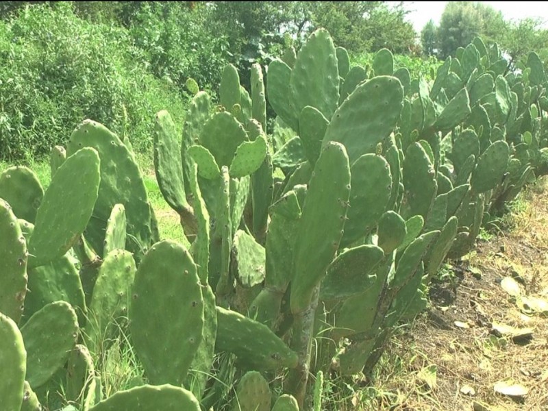 Disminuye en 30 por ciento producción de nopal