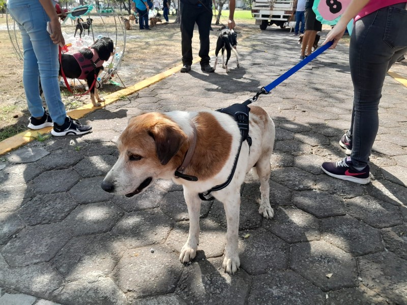 Disminuye la adopción de perros en Veracruz