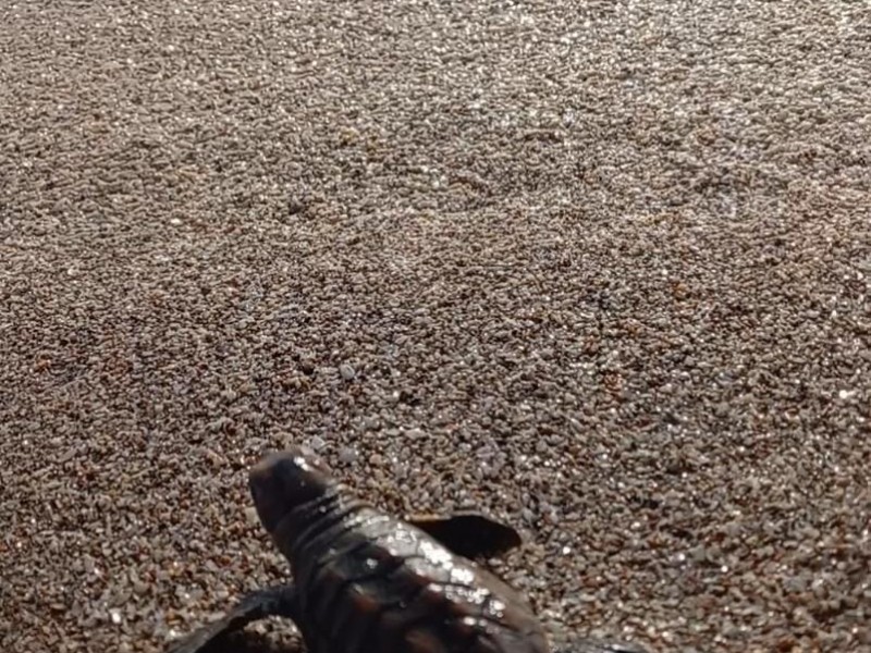 Disminuye la anidación de tortugas marinas en Cazones