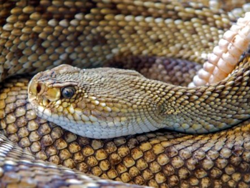 Disminuye la presencia de animales silvestres en zonas habitacionales