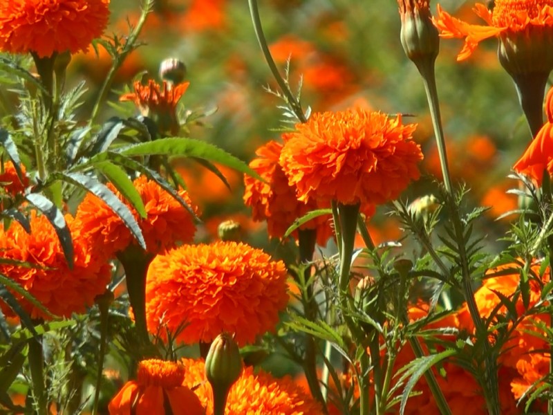 Disminuye la producción de Flor de Cempasúchil