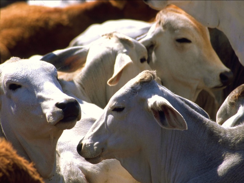 Disminuye la producción de leche en la entidad