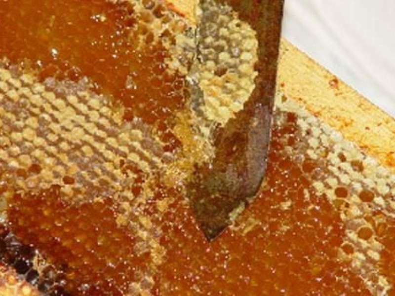 Disminuye la producción de miel en Colima