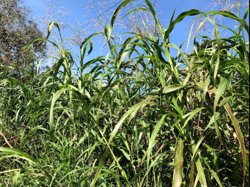 Disminuye la siembra de maíz en el estado de Veracruz