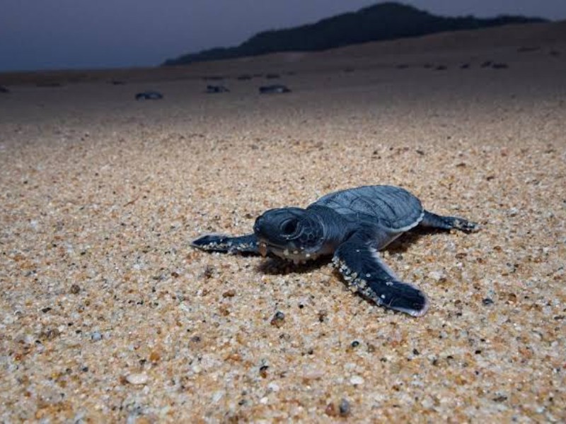 Disminuye nacimiento de tortugas al 50%