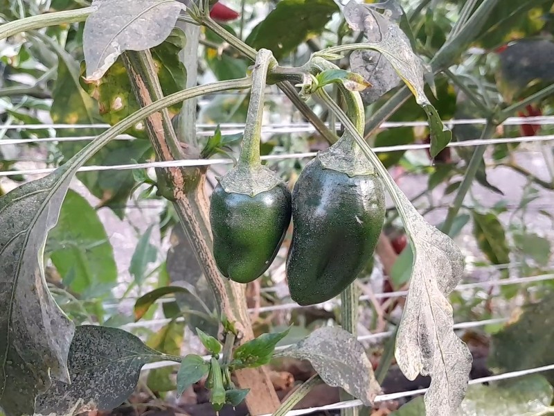 Disminuye número de productores hortícolas que sembrarán este año en Guasave