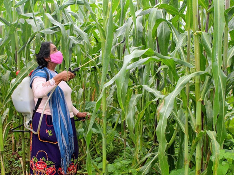 Disminuye participación de mujeres en el campo chiapaneco