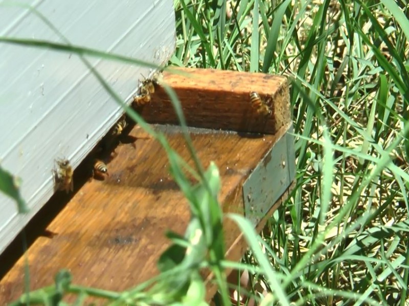 Disminuye población de abejas por uso de herbicidas